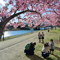「桜の木の下で」