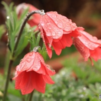 雨降り後のアネモネ