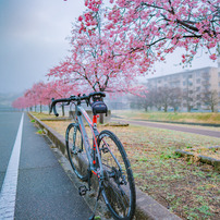 ANYROAD －桜街道－