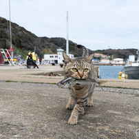 アジもらったよ！