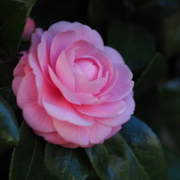 街角の花や草木