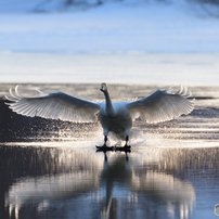 白鳥の写真 画像 写真集 写真共有サイト Photohito