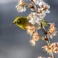 令和２年野鳥２（桜編）