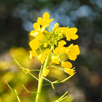 早秋の黄色いお花たち