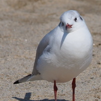 ユリカモメ と オオバン