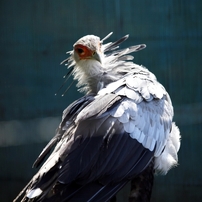 動物園の鳥たちー２