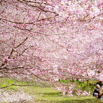 桜の写真 画像 写真集 写真共有サイト Photohito