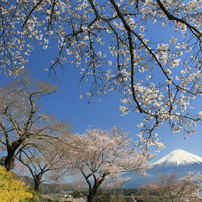 富士と桜