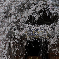 「しだれ桜」　２０２０　　豊田　行福寺