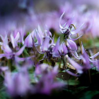 SIGMA(シグマ)のレンズ APO 135-400mm F4.5-5.6 DG (ｷﾔﾉﾝ AF) で撮影