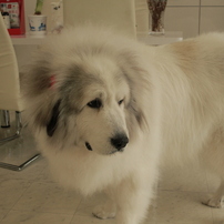 グレート ピレニーズ ペットの情報 価格 Com