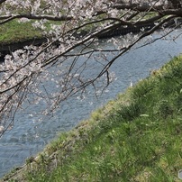 巴川の桜