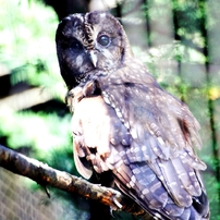 動物園の鳥たち－3