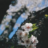 ⭐*️様 PENTAX FA f4 AL20-35mm ズームレンズ レンズ(ズーム) Pentax FA 20-35mm f4 AL ペンタックス PENTAX