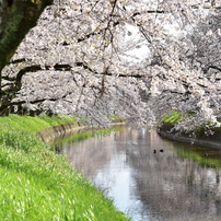 穏やかな春の日差しを浴びて