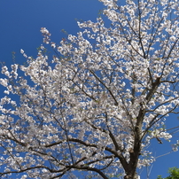 コロナ禍の桜