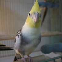 GF2 14mm 試し鳥