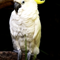 動物園の鳥たち－4