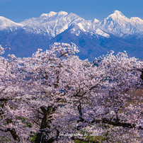 桜の写真 画像 写真集 写真共有サイト Photohito