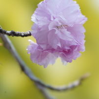 八重桜