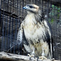 動物園の鳥たちー5