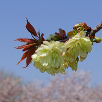 御衣黄桜