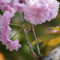 KONICA MINOLTA(コニカミノルタ)のレンズ STF 135mm F2.8 [T4.5] で
