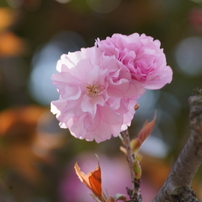 KONICA MINOLTA(コニカミノルタ)のレンズ STF 135mm F2.8 [T4.5