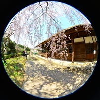 SIGMA(シグマ)のレンズ 8mm F3.5 EX DG CIRCULAR FISHEYE (ﾆｺﾝ用) で