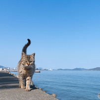 おはようだニャ