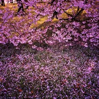 FUJIFILM(富士フイルム)のフィルムカメラGA645Zi Professional で撮影