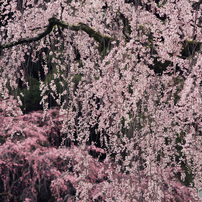 SIGMA(シグマ)のレンズ APO 50-150mm F2.8 EX DC HSM (ｷﾔﾉﾝ用) で撮影