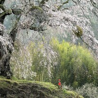 桜巡り