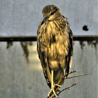 動物園の鳥たち－7