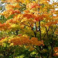 紅葉2010