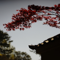 レンズ(単焦点) LAOWA 105mm F2 Bokeh Dreamer LAOWA 105mm F2 BOKEH DREAMER | 製品情報 | LAOWA