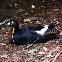 動物園の鳥たち－8