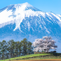 桜の写真 画像 写真集 写真共有サイト Photohito