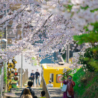 桜の写真 画像 写真集 写真共有サイト Photohito