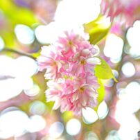 LENSBABY(レンズベビー)のレンズ コンポーザープロII スウィート50