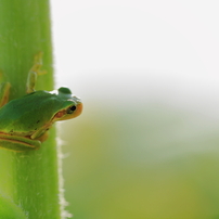 カエルの写真(画像)・写真集 - 写真共有サイト:PHOTOHITO