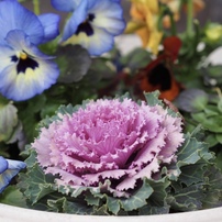 OLYMPUS(オリンパス)のレンズ M.ZUIKO DIGITAL ED 12mm F2.0