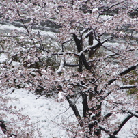 雪桜