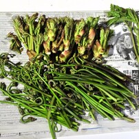 月光池とゲリラ豪雨と山菜とワイシャツとわたし？