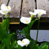 花・植物　2020.5.12