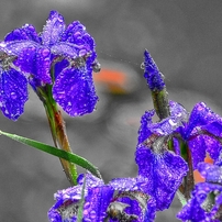 異彩を放つ　～菖蒲～