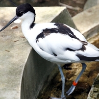 動物園の鳥たちー９