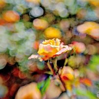 LensbabyComposerProII with Sweet50レンズベビー 287f52636929577ffe2ce213a0621f