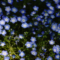 レンズ(単焦点) KONICA MINOLTA - MINOLTA STF 135/2.8 T4.5 Amazon | Konica Minolta STF 135mm F2.8(T4.5) STF135F2.8