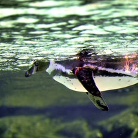 水中散歩：フンボルトペンギン